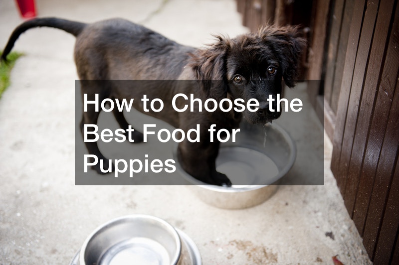 How to Choose the Best Food for Puppies
